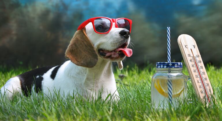 Un perro con anteojos de sol sobre el pasto, un vaso de limonada y un termómetro.