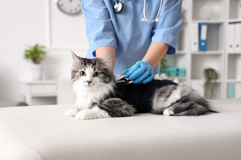 La salud de nuestro gato es fundamental, y las vacunas son una parte crucial para protegerlo de enfermedades graves. A continuación, te contamos sobre las vacunas obligatorias y algunos consejos para hacer más fácil el traslado de tu felino a la veterinaria.