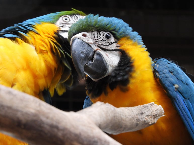 Hay tres parejas reproductoras en el centro ambiental de Hernandarias. 