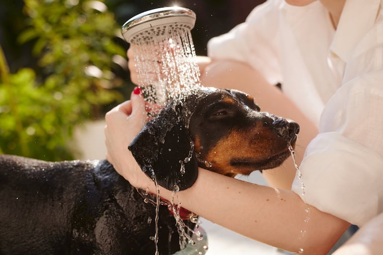 Optá por un baño rápido y templado: Usa agua tibia, no caliente, para bañar a tu perro y asegurate de que el baño sea lo más rápido posible.