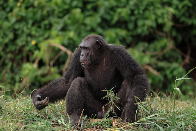 El paraíso de los Chimpancés: en Camerún protegen a esta especie en peligro de extinción