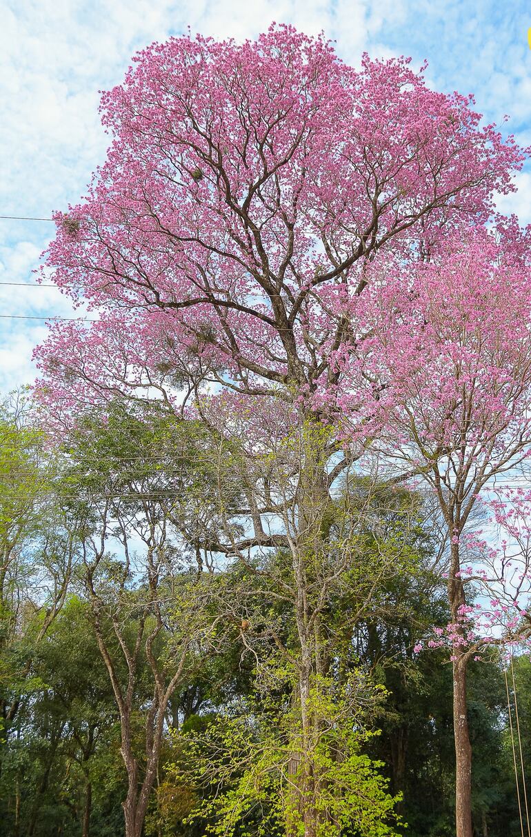 Un tajy pytä (lapacho rosado) ubicado en Bella Vista fue electo "Coloso de la Tierra 2023" por la fundación ambientalista "A todo pulmón Paraguay respira".