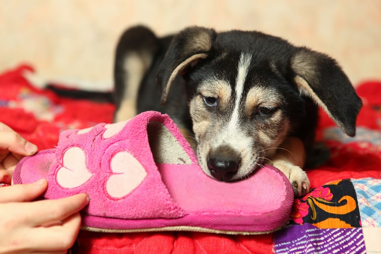 Perro mordiendo una pantufla rosada.