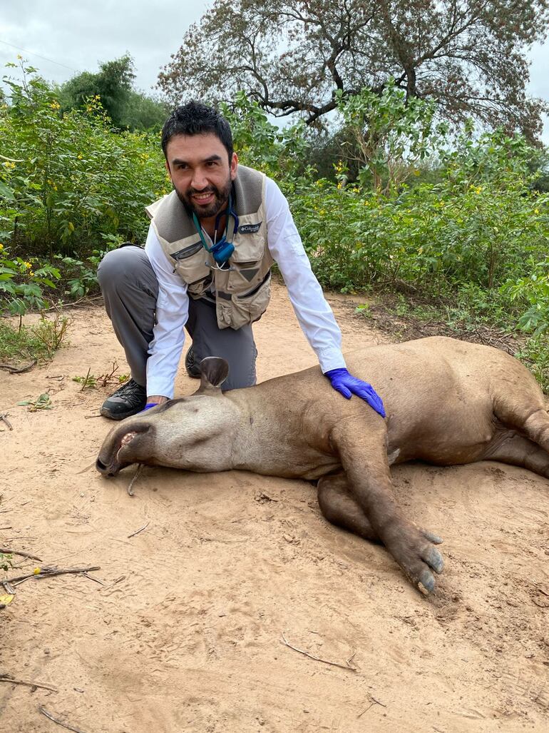 Este tapir recibió atención y la tendencia es devolverlo a su hábitat.
