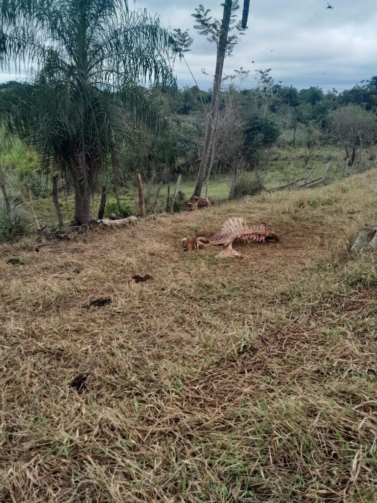 Los abigeos ocasionan cuantiosos daños económicos a los pequeños y grandes productores.