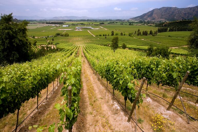 Viñedos en Valle de Colchagua, Chile.