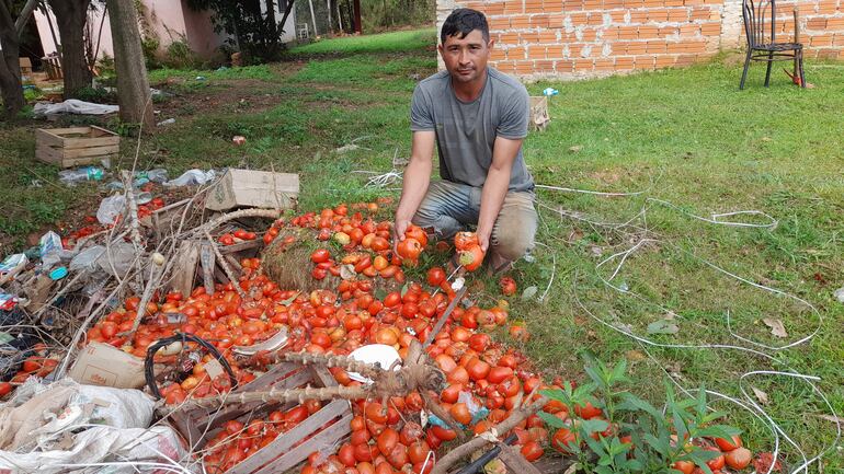 Adilio Brítez muestra tomates podridos que son parte de su producción que se está perdiendo por la saturación del mercado con la hortaliza argentina.  