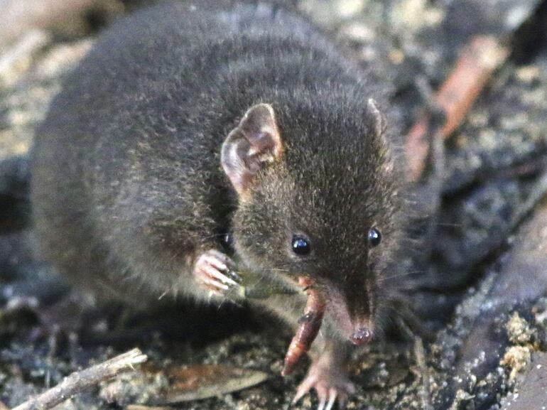 Un equipo de investigadores ha descubierto un pequeño marsupial australiano llamado 'antechinus' que, según han demostrado, sacrifica horas de sueño nocturnas para dedicar más tiempo al sexo en la época de apareamiento.