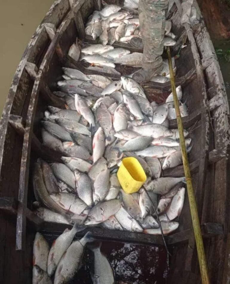 Una canoa llena de peces muertos colectados por un pescador de la zona.