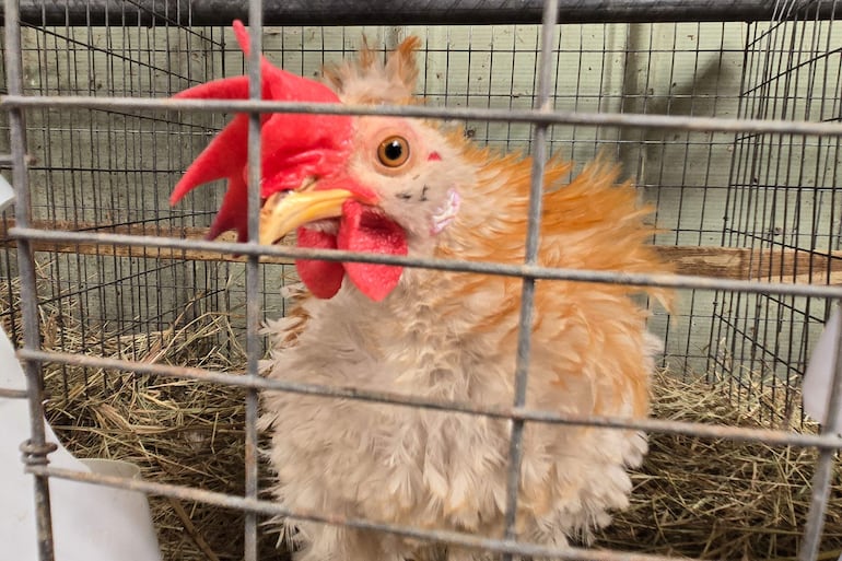 Un gallo Frizzle está a la venta en la tienda Wabash Feed & Garden en Houston, Texas.