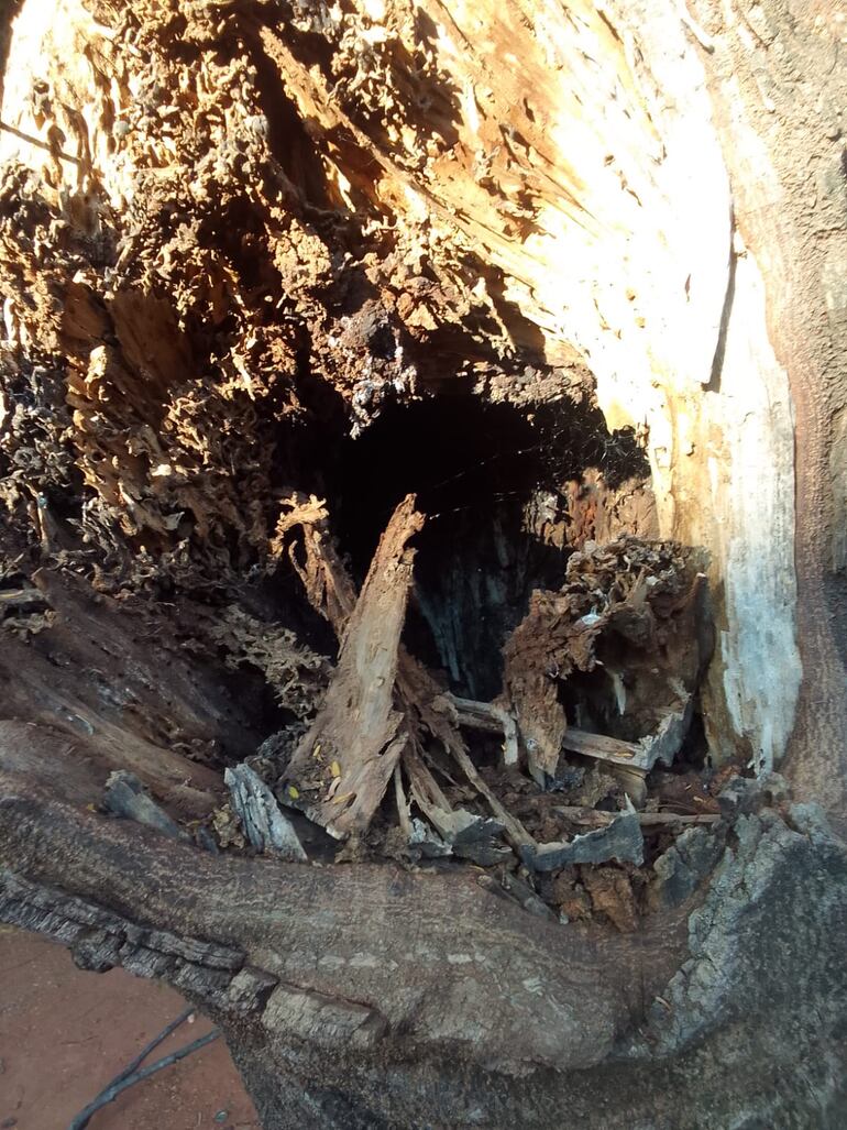 El tronco del árbol en mal estado.