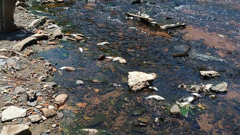 La aparición de peces muertos causó susto e indignación entre los vecinos del barrio Yukyty de Lambaré, ante el alto grado de contaminación visible en el arroyo Lambaré.