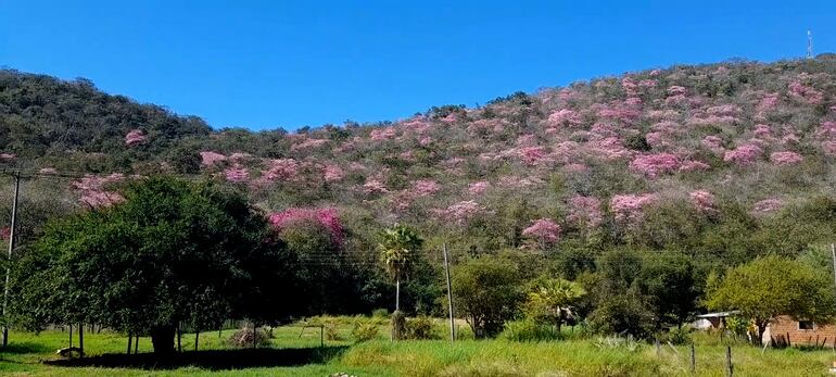 Los lapachos rosados abundan por los cerros Tres Hermanos en Fuerte Olimpo presentando una verdadera belleza natural y primaveral