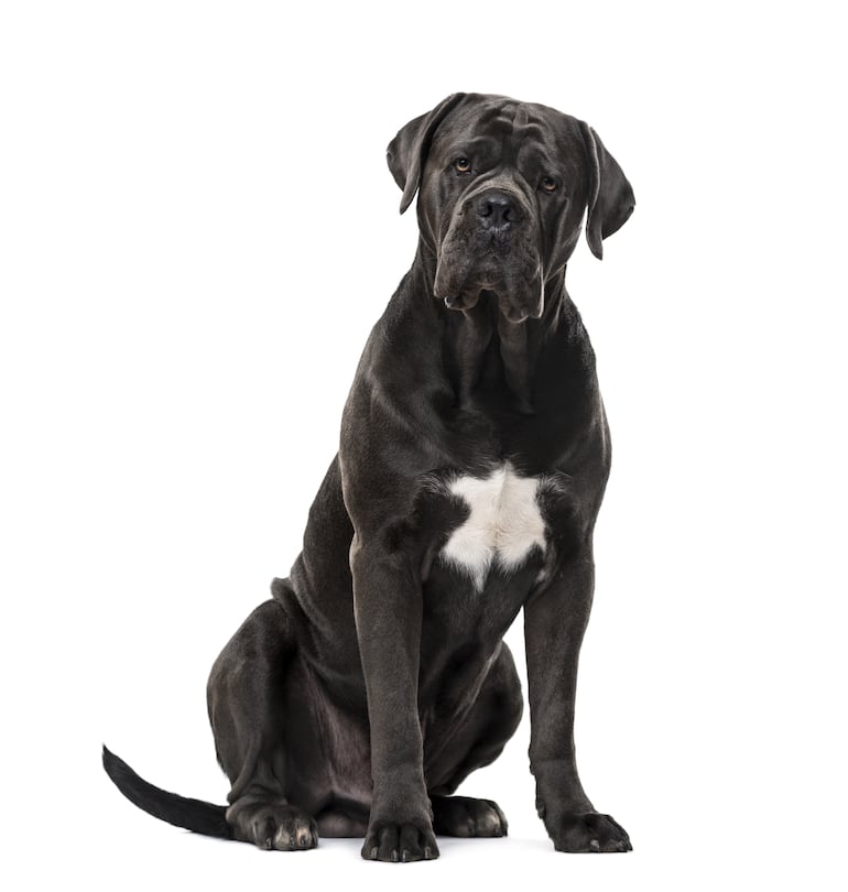 Perro de raza Cane Corso.