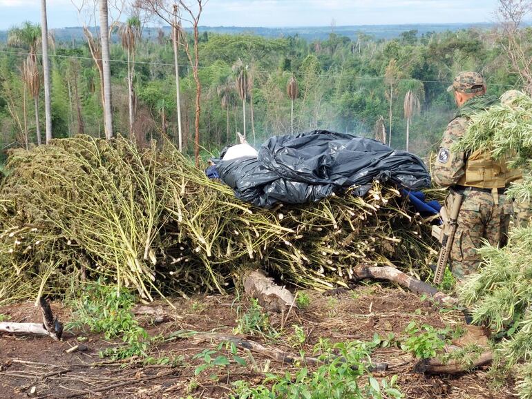 Un agente antinarcótico prende fuego a plantas de marihuana recientemente cosechada en un campamento de Yby Pytã, Canindeyú