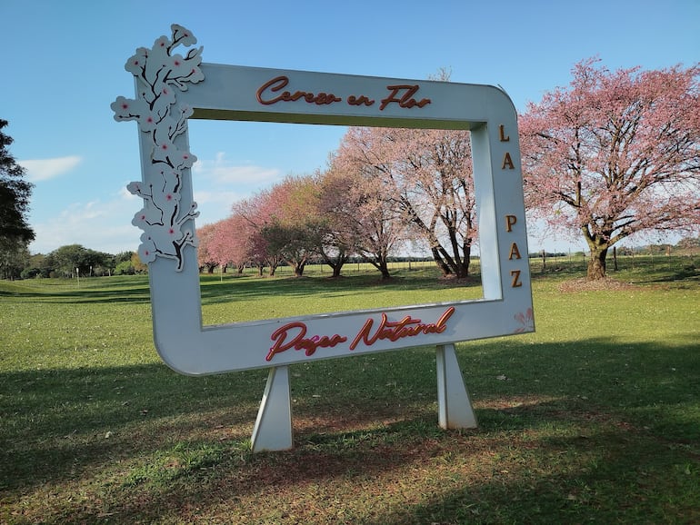 Paseo Turístico Natural del Cerezo en Flor de La Paz.