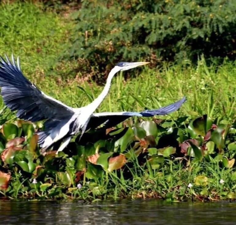 El pantanal paraguayo se caracteriza por poseer una belleza natural compuesta por gran variedad de flora y fauna.