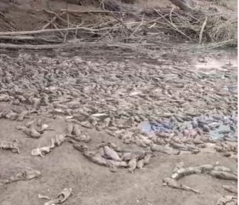 Peces muertos en el lecho seco del río Pilcomayo.