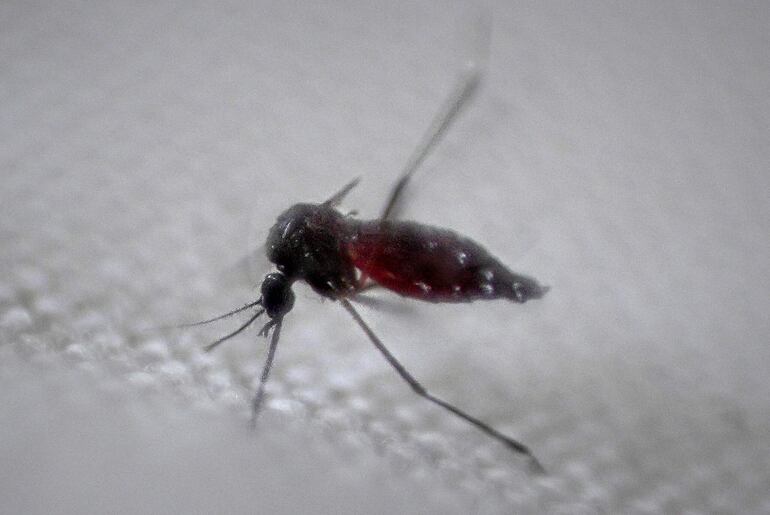 Mmosquito Aedes aegypti, transmisor del dengue, en Brasilia.  