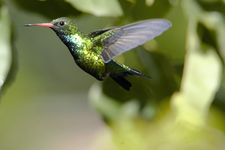 Colibrí