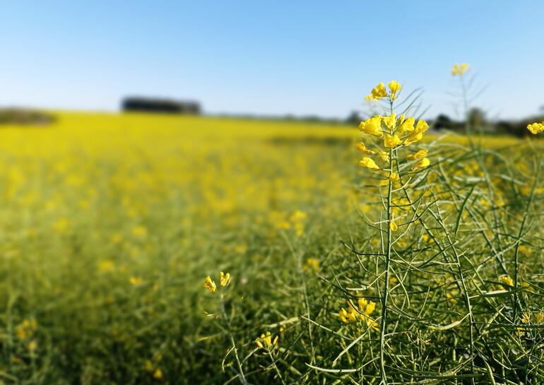 Este 2024 ha sido un buen año para este cultivo de invierno que es la canola.