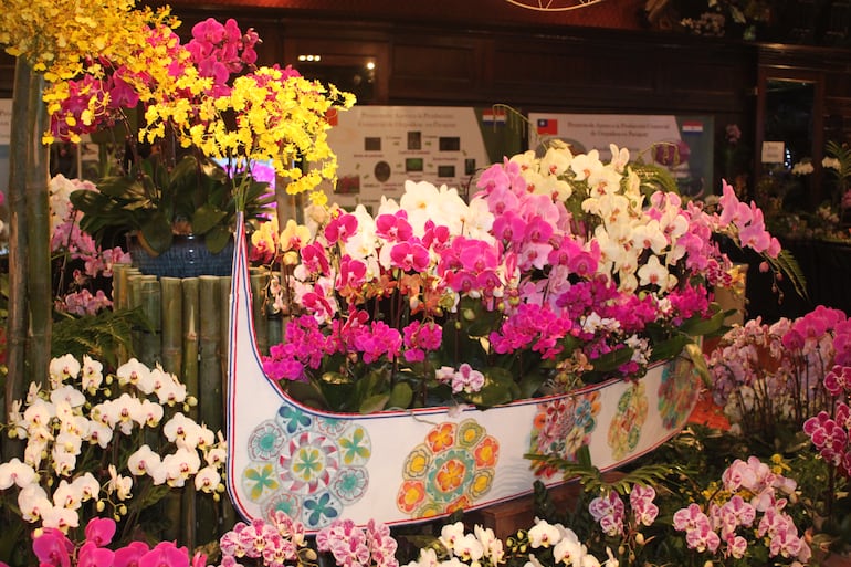 Arreglo con phalaenopsis en una canoa aborigen de la isla de las orquídeas.