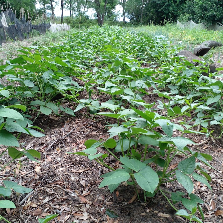 Plantación de poroto, en la finca de un productor del asentamiento Belén distrito de Tacuaras.