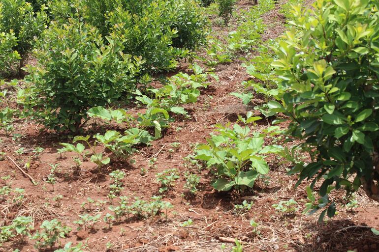 Además de la miel, los productores de Caazapá recibieron plantines de árboles nativos, frutales y exóticos, en el marco de la mejora de sus sistemas productivos para enfrentar el cambio climático.