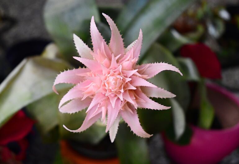 Bromelia.