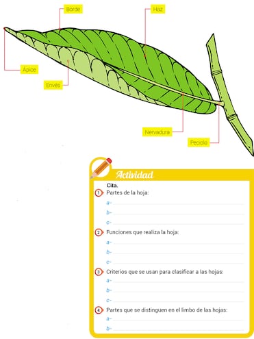 Las hojas: partes y funciones