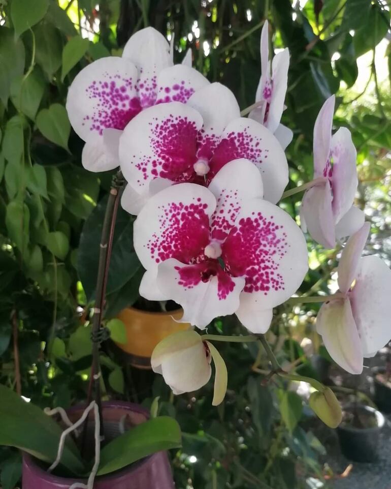 Las orquídeas mariposa son las favoritas de los turistas.