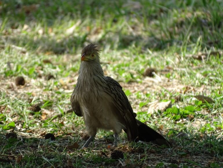 La piririta es una de las tantas aves que pueden observarse en el Parque Guasu Metropolitano.