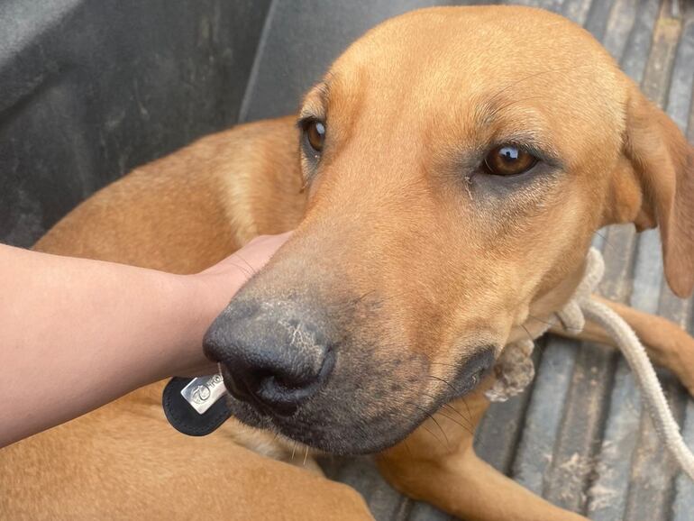 Ahora el perro rescatado ya ha sido entregado a una nueva familia.