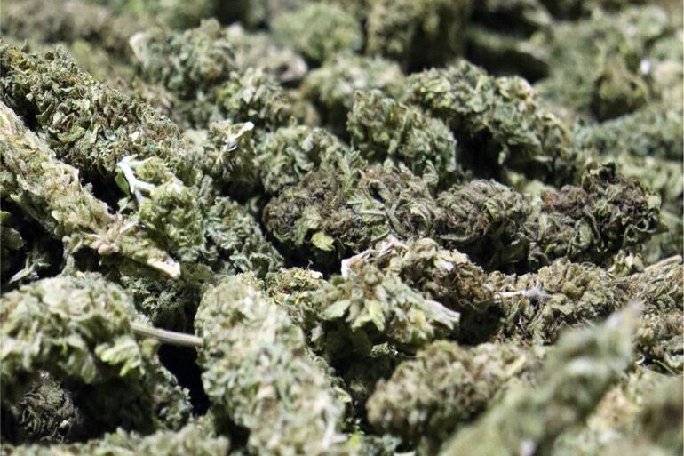 Paraguay tiene las condiciones para iniciar una “transición controlada” hacia la legalización del cannabis para uso adulto en el mercado.