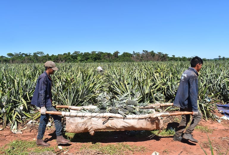 La piña paraguaya adquiere carácter internacional.