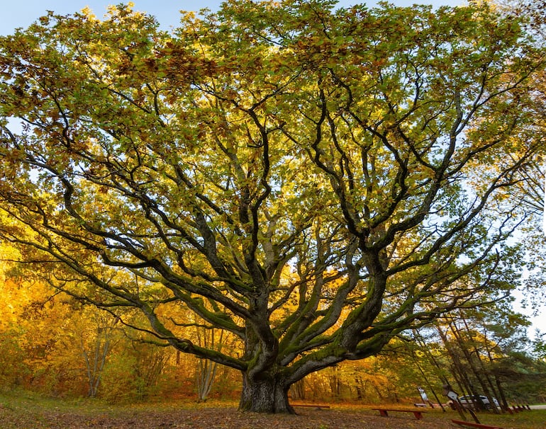 Yggdrasil, árbol de la vida para las culturas celtas.