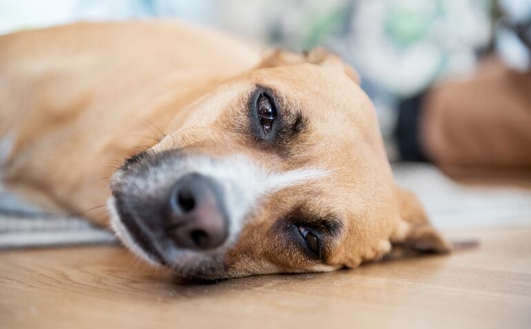 Independientemente de la gravedad de la intoxicación, los animales pueden sufrir lesiones al tropezarse o caerse debido a la descoordinación.