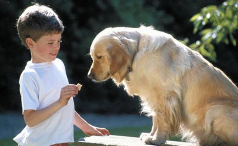 Niño y su perro