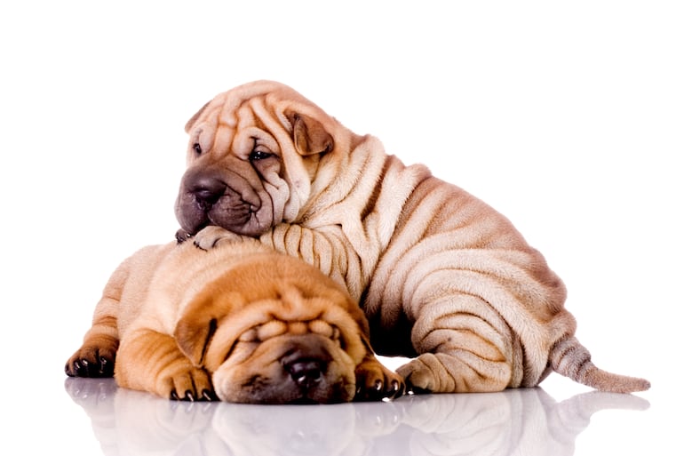 Shar pei.