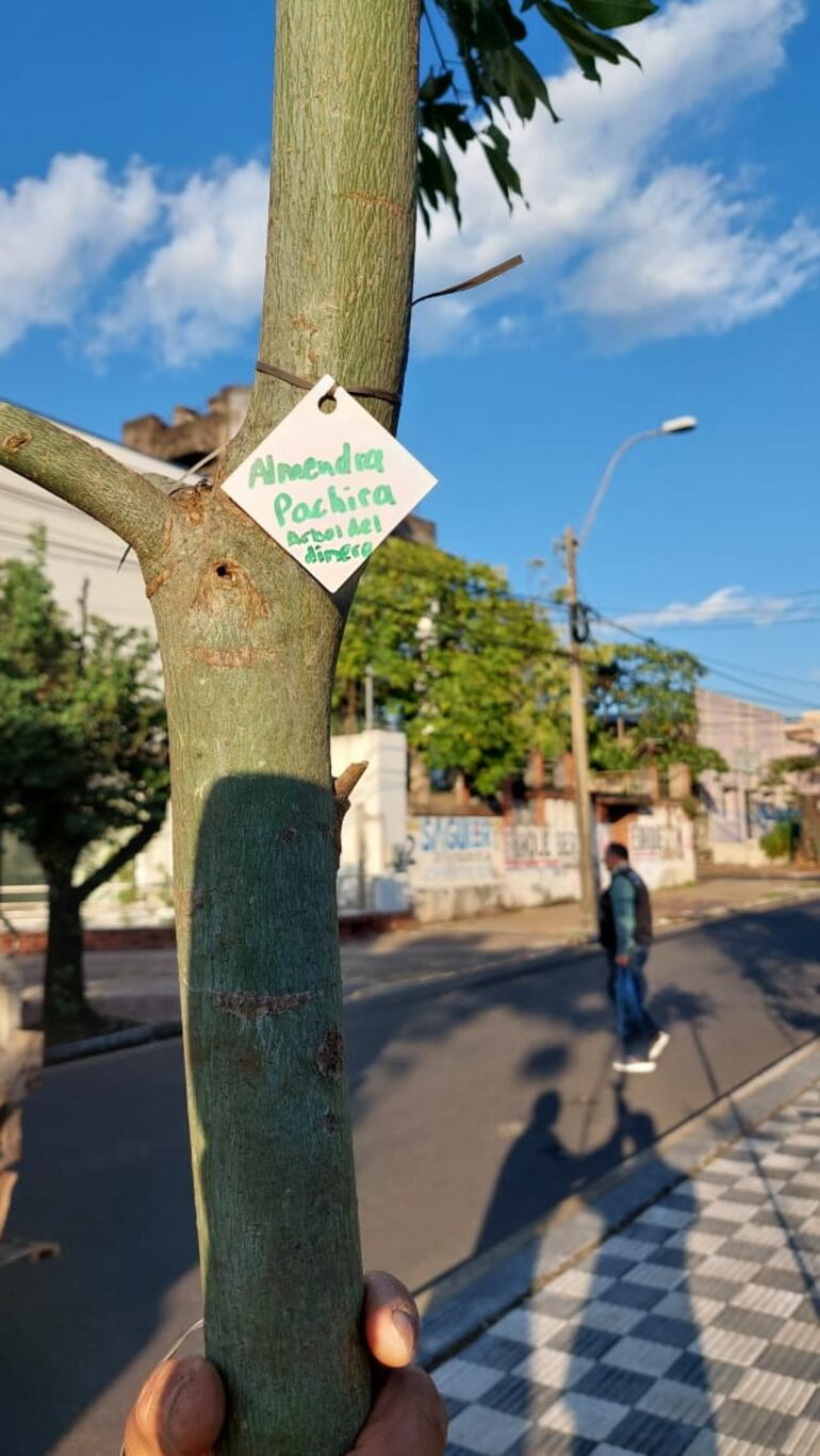 Uno de los árboles del paseo central de la avenida Carlos Antonio López.