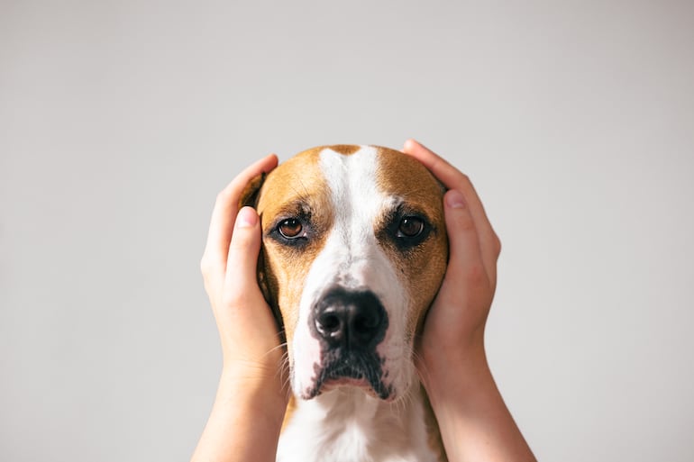 La pirotecnia asusta a los perros. La contención es clave.