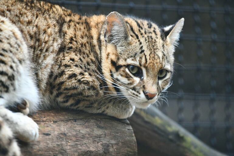 El tirica se ha visto desplazado a parches de bosque, mientras huye de los hábitats de félidos más grandes como el ocelote. (Foto: Itaipú)