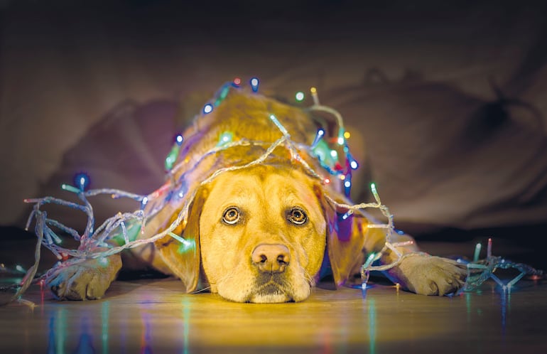 El estrés en las mascotas por las bombas y fuegos artificiales produce su huída de casa.