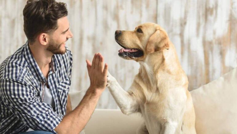 Aprendamos de estos consejos para ayudar a que los años de nuestros perros se prolonguen al lado nuestro.