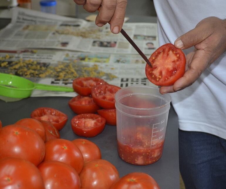 Semillas de tomate