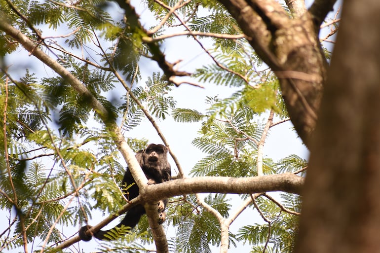 Guarapi, el pulmón  verde  donde se inició el gran sueño