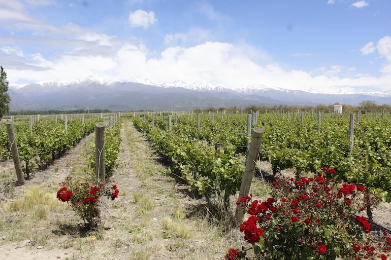 Una combinación ideal para el romance entre los rosales, el viñedo y el paisaje de los Andes en la bodega Salentein, Valle de Uco, Mendoza.