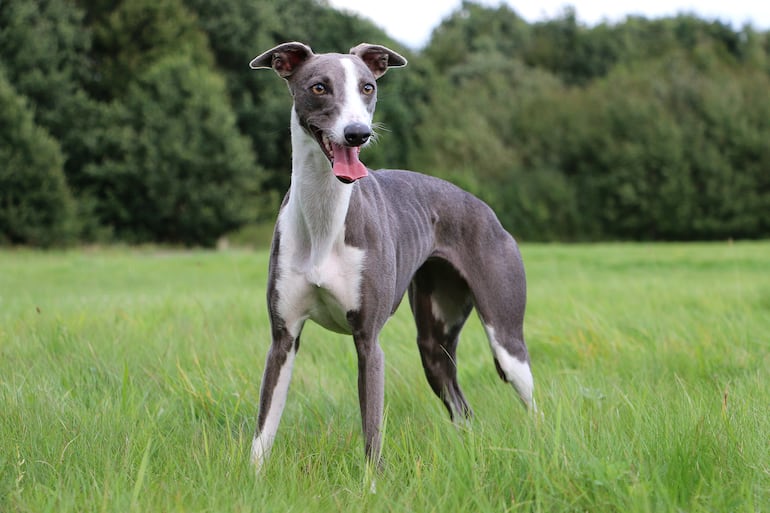 Perro de raza Whippet.