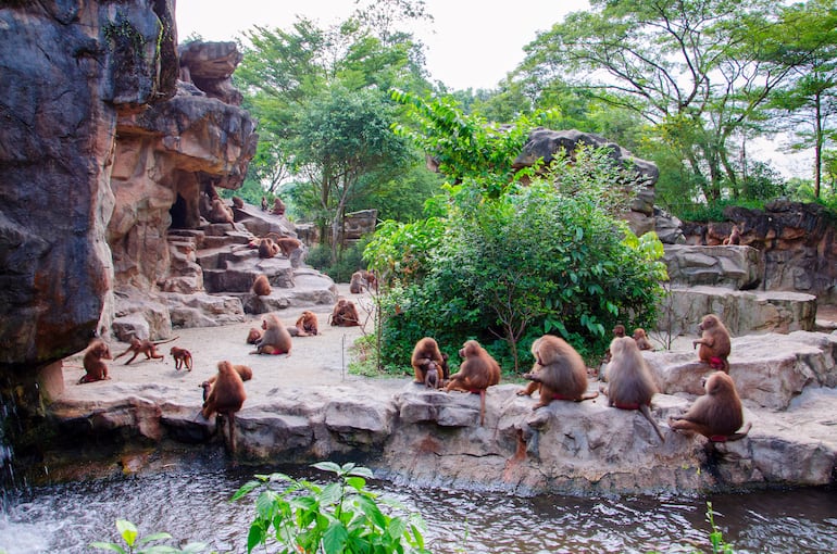 Familia de los monos Hamadryad en el zoológico de Singapur.