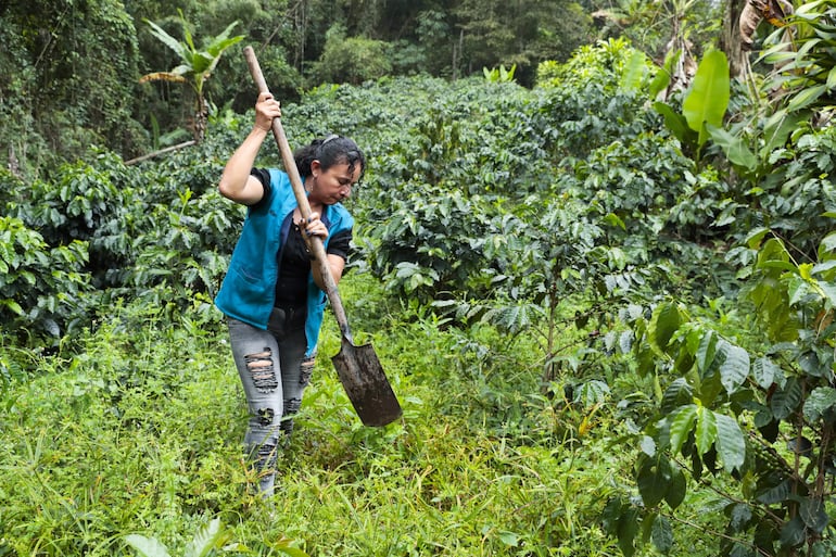 Una mujer realiza trabajos en el campo. Las mujeres agricultoras producen hasta el 80 % de los alimentos en los países en desarrollo, poseen menos del 20 % de la tierra en todo el mundo, y sufren día a día el impacto de la sequía, según el nuevo informe de la Convención de las Naciones Unidas de Lucha contra la Desertificación (CNULD) y la FAO, dado a conocer este martes en el Día Internacional de la Mujer Rural.